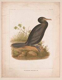 Phalacrocorax brasilianus [GM]