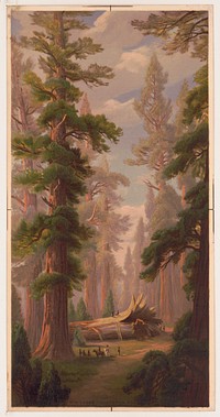 California views. No. 9. Big trees, Calavaras Grove