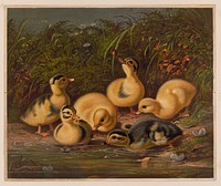 Ducklings, c1866.