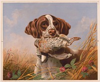 Pointer and quail, c1869.