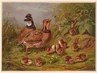 Quails, c1867.