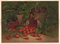 Strawberries and basket