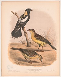 Bobolink or Rice-bird. Dolichonyx oryzivora. 1. Male in summer. 2. Male in winter. 3. Female, L. Prang & Co., publisher