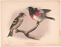 Rose breasted grosbeak. Goniaphea ludoviciana. 1. Male. 2. Female, L. Prang & Co., publisher