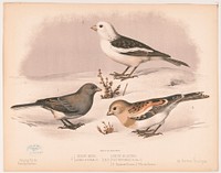1. Snow bird. Junco hyemalis. 2. & 3. Snow buniting. Plectrophanes nivalis. 2. Summer dress. 3. Winter dress, L. Prang & Co., publisher