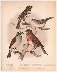 1. Song sparrow. Melospiza melodia. 2. Chipping sparrow. Spizella socialis. 3. White throated sparrow. Zonotrichia albicollis. 4. Fox colored sparrow. Passerelia iliaca, L. Prang & Co., publisher