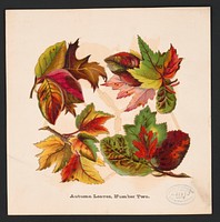 Autumn leaves, no. two, L. Prang & Co., publisher