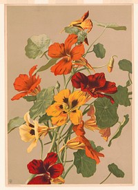 [Nasturtiums], L. Prang & Co., publisher