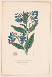 Consoude du caucase, symphytum caucasicum