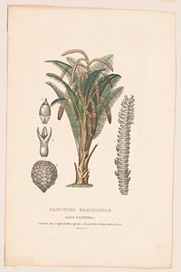 Sagouier farinifère, sagus farinifera