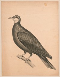 [Large bird on a branch]