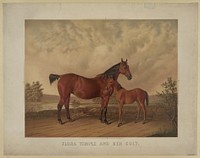 Flora Temple and her colt