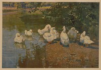[Ducks by a pond]