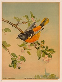 The Baltimore Oriole