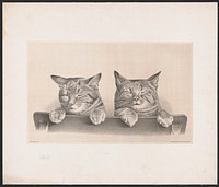 Cats / after Miss E.C. Beaux ; lith. & copyright 1874 by Thos. Hunter, Philda.