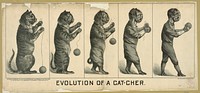 Evolution of a cat-cher / lith. H.S. Crocker & Co., S.F.