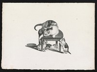 [Domestic cat on a stool playing with three kittens] by Gottfried Mind (1768-1814)