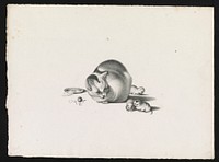 [Domestic cat with three newborn kittens and a saucer of food on the left] by Gottfried Mind (1768-1814)