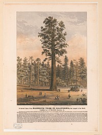 A correct view of the mammoth tree in California, the largest in the world