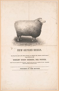 New Oxford sheep / from a daguerreotype by Moulson, 192 Chestnut Street, and Ridge Road and Callowhill Street, the only operator having obtained a patent from the U.S. for any improvement in the production of a photographic image., published by John Moulson, c1853.