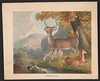 Common deer / Doughty pinxt. ; Sartain sc. by Thomas Doughty (1793–1856)