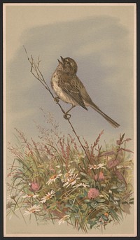 [Bird on a stalk, singing] / FB., L. Prang & Co., publisher