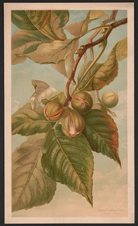 Broom hickory or pignut (Carya porcina), L. Prang & Co., publisher