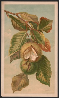 Chestnut. Castanea vulgaris, var. Americana, L. Prang & Co., publisher