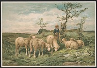 Study of sheep / F. Brissot ; Brissot., L. Prang & Co., publisher