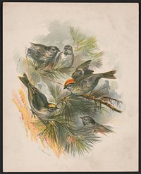[Birds on pine boughs] / H.W. Herrick., L. Prang & Co., publisher