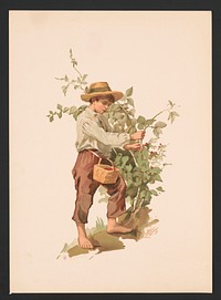 Study. Barefoot boy picking berries / LBH [monogram] ; after Miss L.B. Humphrey., L. Prang & Co., publisher