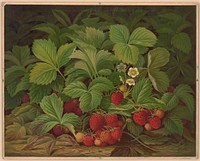 Strawberries / after W.M. Brown.
