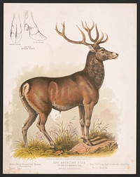 The American stag or round-horned elk - Cervus Canadensis, L. Prang & Co., publisher