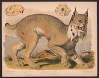 Canada lynx - Lynx Canadensis, L. Prang & Co., publisher