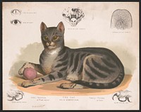 The cat - Felis domesticus, L. Prang & Co., publisher