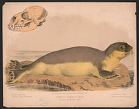 Common harbor seal - Phoca vitulina linn, L. Prang & Co., publisher