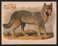 Gray wolf - Canis lupus, L. Prang & Co., publisher