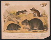 1. Jumping mouse. 2. White footed mouse. 3. Meadow mouse. 4. Brown rat, L. Prang & Co., publisher