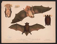 1. & 2. Red bat. Lasiurus noveboracensis 3. & 4. Little brown bat. Vespertillo subulatus. Figs. 2. & 4. Position in repose, L. Prang & Co., publisher