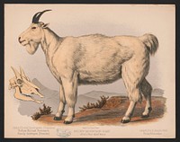 Rocky Mountain goat. Aplocerus montanus, L. Prang & Co., publisher