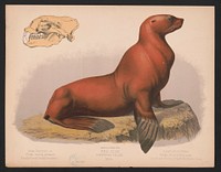 Sea lion. Eumetopias stelleri. Male, L. Prang & Co., publisher