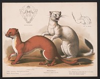 Weasels. Mustela longicauda, L. Prang & Co., publisher