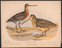 1. Wilson's snipe. Gallinago wilsoni bon. 2. American woodcock. Philohela minor gray, L. Prang & Co., publisher