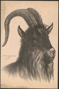 [Head of bock goat, unprinted advertisement], 40-40