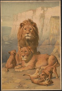 [Female and male lions with their cubs]