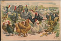 1 sheet poultry no. 73