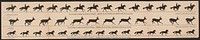 The attitudes of animals in motion, by Muybridge, arranged for the zoetrope, photographed from the life in 1878-79, [United States] : [publisher not transcribed], 1882.