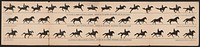 The attitudes of animals in motion, by Muybridge, arranged for the zoetrope, photographed from the life in 1878-79, [United States] : [publisher not transcribed], 1882.