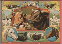 [Print with cows at the center and chickens, horses, sheep, and birds surrounding the cows. In the top right and left corners, there are jockeys racing horses]