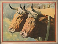 [An image of two oxen, drooling]